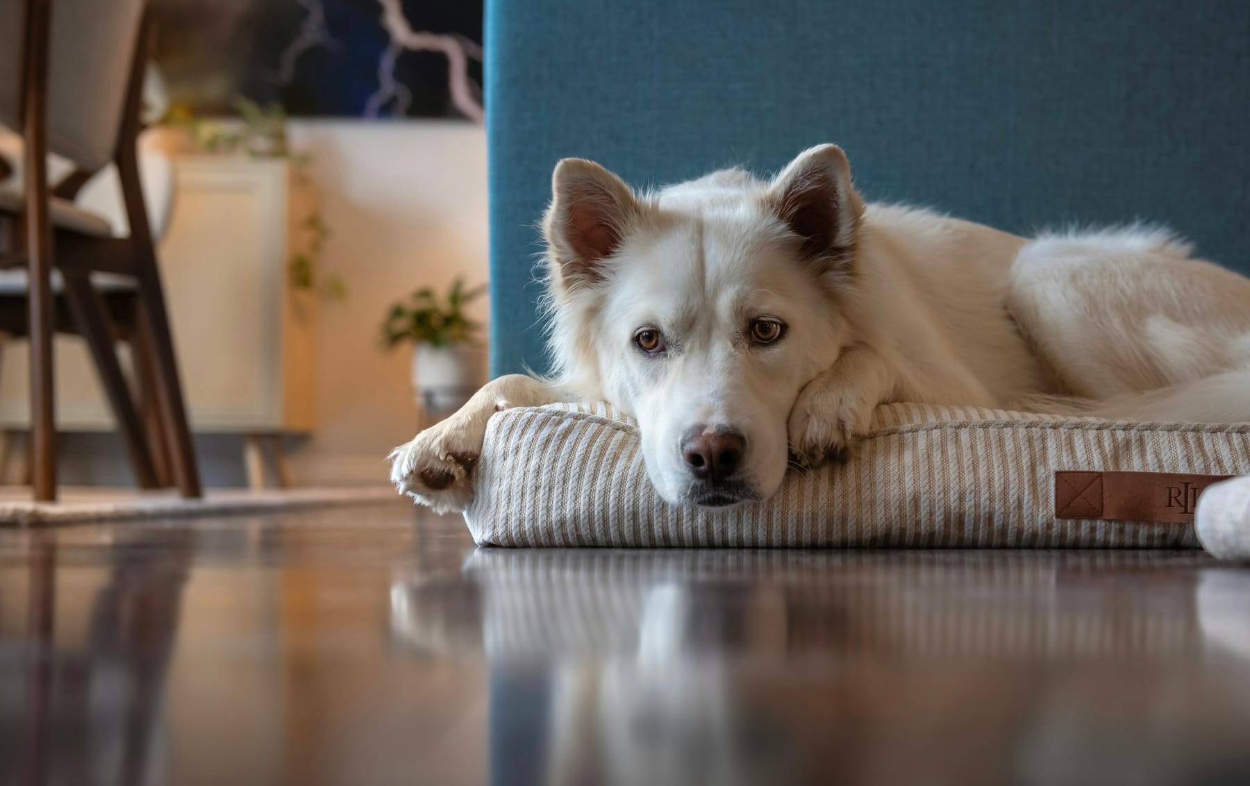 An older white dog resting on a cushion on a wooden floor in a bright living room.
