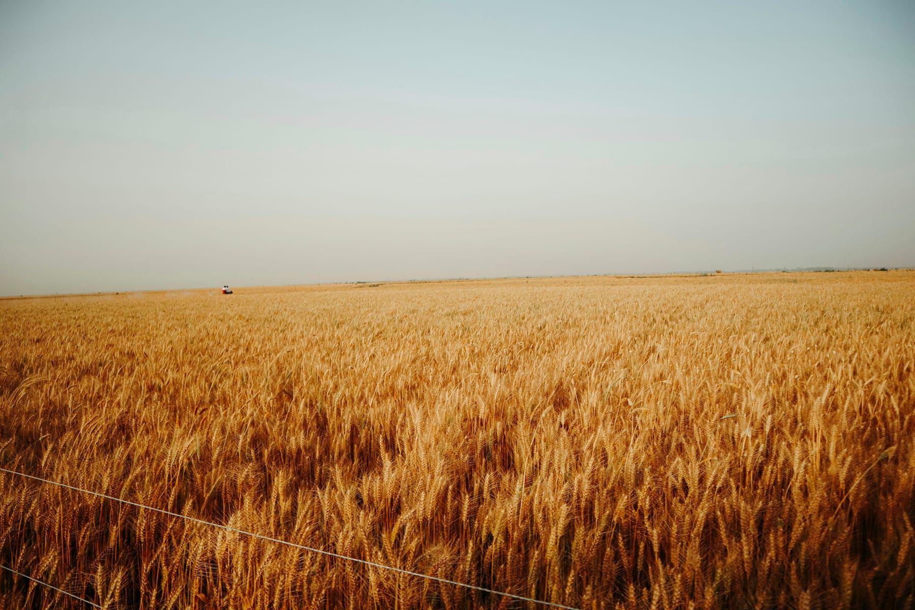 A wide field of ripe wheat under a pale, flat sky, with a line of fence posts running through it.